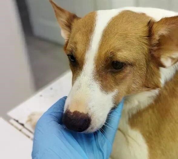 Саратовские ветеринары лечат собаку Жулю с желтухой